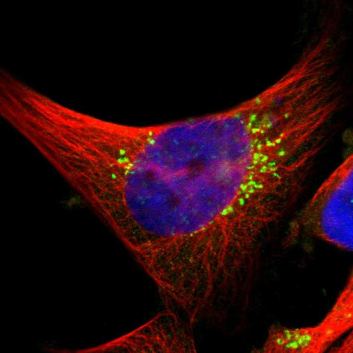 Immunofluorescent staining of human cell line U-251 MG shows localization to the Golgi apparatus.