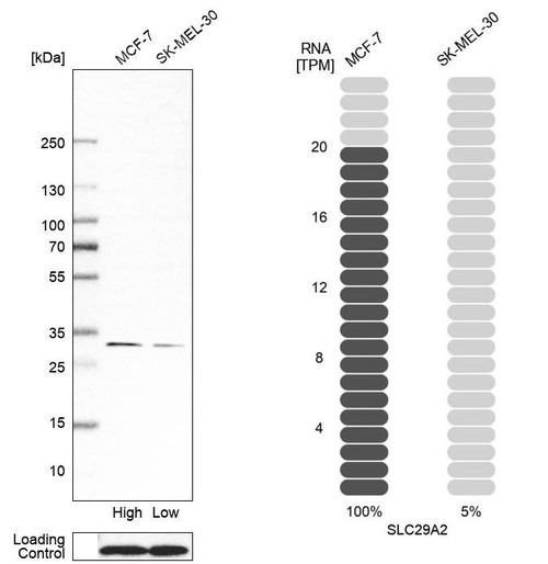 Western blot analysis in human cell line MCF-7 and human cell line SK-MEL-30.