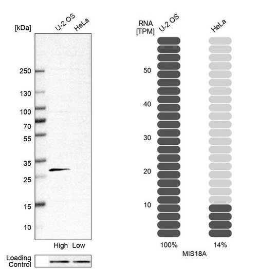 Western blot analysis in human cell line U-2 OS and human cell line HeLa.