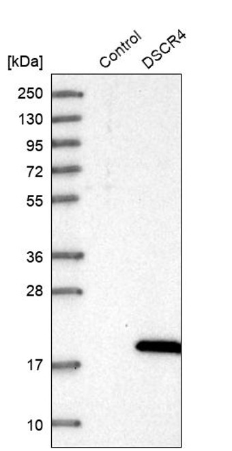 Western blot analysis in control (vector only transfected HEK293T lysate) and DSCR4 over-expression lysate (Co-expressed with a C-terminal myc-DDK tag (~3.1 kDa) in mammalian HEK293T cells, LY417009).