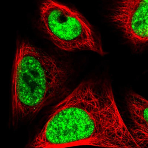 Immunofluorescent staining of human cell line U-2 OS shows localization to nuclear speckles.