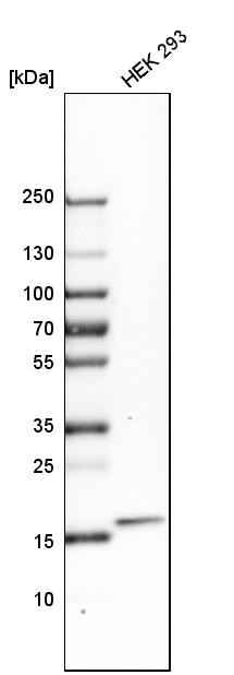 Western blot analysis in human cell line HEK 293.