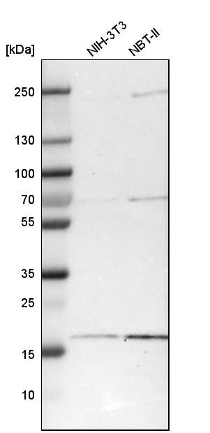 Western blot analysis in mouse cell line NIH-3T3 and rat cell line NBT-II.