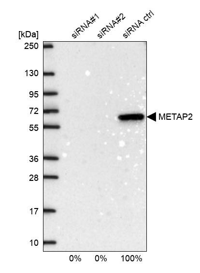 Western blot analysis in U2OS cells transfected with control siRNA, target specific siRNA probe #1 and #2, using Anti-METAP2 antibody. Remaining relative intensity is presented.