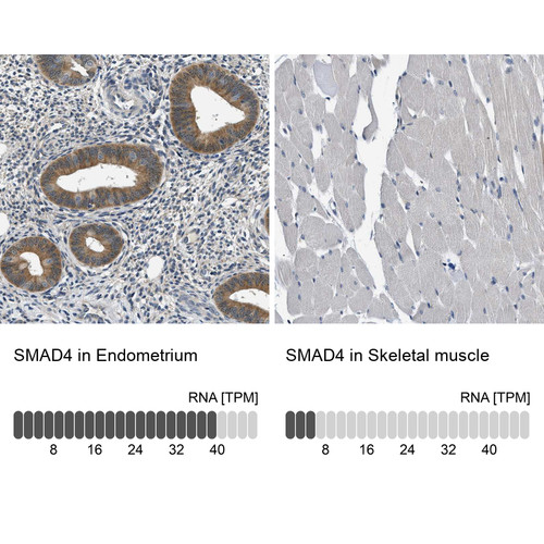 Immunohistochemistry analysis in human endometrium and skeletal muscle tissues using HPA019154 antibody. Corresponding SMAD4 RNA-seq data are presented for the same tissues.