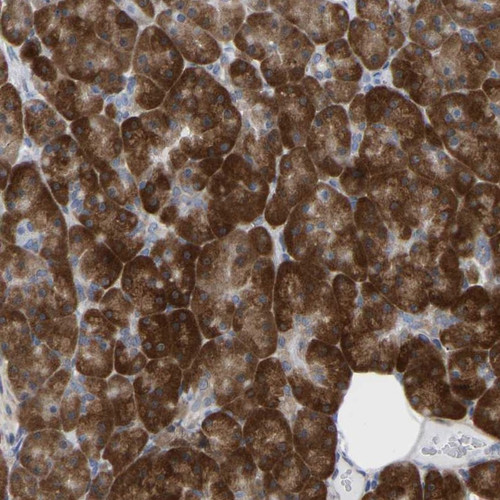 Immunohistochemical staining of human pancreas shows strong cytoplasmic positivity in exocrine glandular cells.