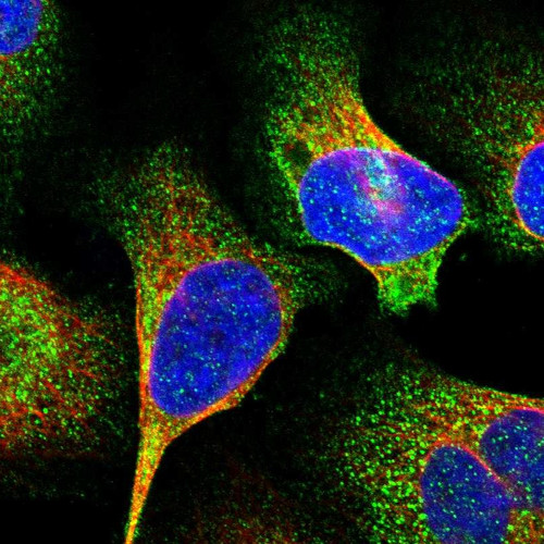 Immunofluorescent staining of human cell line U-2 OS shows localization to cytosol. Immunofluorescent staining of human cell line U-2 OS shows localization to cytosol.