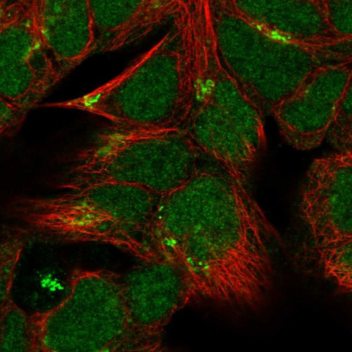 Immunofluorescent staining of human cell line HEK 293 shows localization to nucleus & the Golgi apparatus.