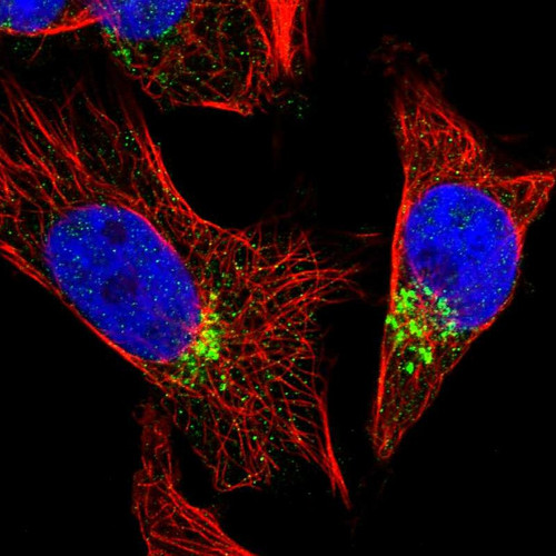 Immunofluorescent staining of human cell line U-251 MG shows localization to the Golgi apparatus.