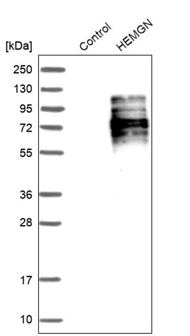 Western blot analysis in control (vector only transfected HEK293T lysate) and HEMGN over-expression lysate (Co-expressed with a C-terminal myc-DDK tag (~3.1 kDa) in mammalian HEK293T cells, LY402697).