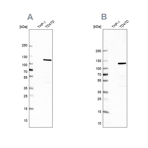 Western blot analysis using Anti-RABEP1 antibody HPA019669 (A) shows similar pattern to independent antibody HPA024235 (B).