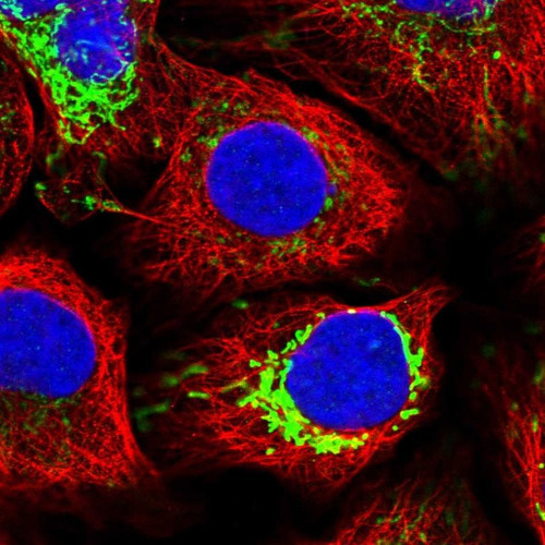 Immunofluorescent staining of human cell line U-2 OS shows localization to mitochondria.