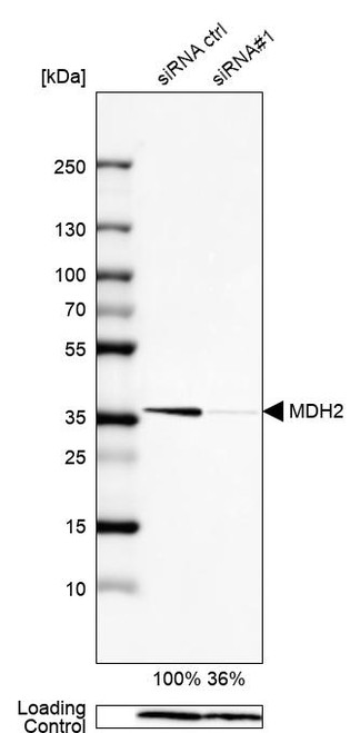 Western blot analysis in HEK293 cells transfected with control siRNA, target specific siRNA probe #1, using Anti-MDH2 antibody. Remaining relative intensity is presented. Loading control: Anti-PPIB.