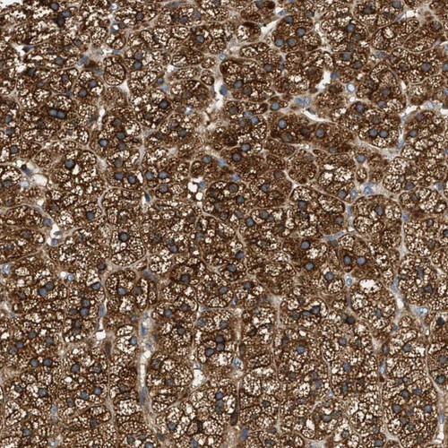 Immunohistochemical staining of human adrenal gland shows strong cytoplasmic positivity in glandular cells.