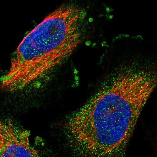 Immunofluorescent staining of human cell line U-251 MG shows localization to cytosol.