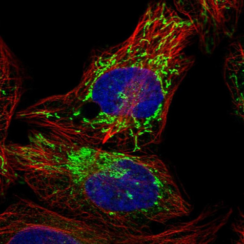 Immunofluorescent staining of human cell line U-2 OS shows localization to mitochondria.