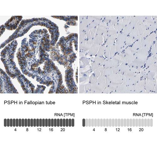 Immunohistochemistry analysis in human fallopian tube and skeletal muscle tissues using HPA020376 antibody. Corresponding PSPH RNA-seq data are presented for the same tissues.