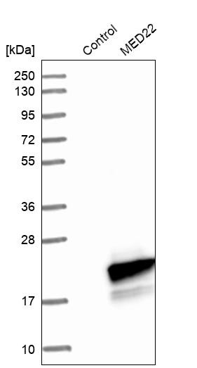 Western blot analysis in control (vector only transfected HEK293T lysate) and MED22 over-expression lysate (Co-expressed with a C-terminal myc-DDK tag (~3.1 kDa) in mammalian HEK293T cells, LY405682).