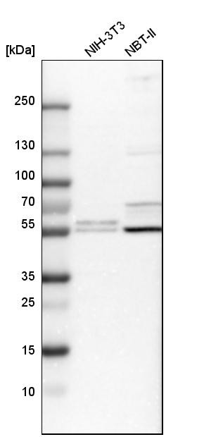Western blot analysis in mouse cell line NIH-3T3 and rat cell line NBT-II.
