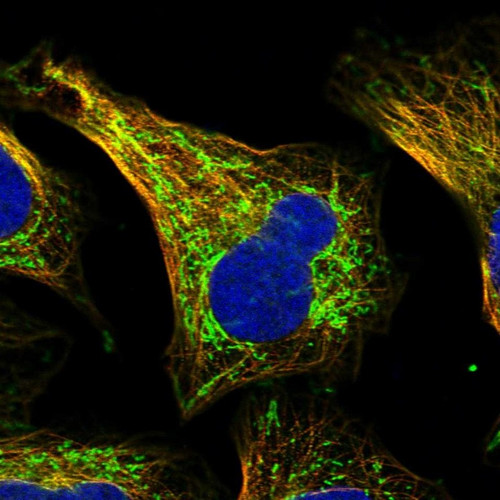 Immunofluorescent staining of human cell line U-2 OS shows localization to mitochondria & microtubules.
