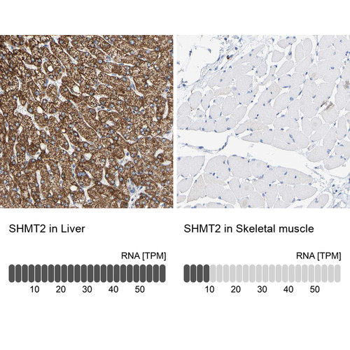Immunohistochemistry analysis in human liver and skeletal muscle tissues using HPA020549 antibody. Corresponding SHMT2 RNA-seq data are presented for the same tissues.
