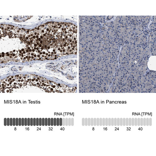 Immunohistochemistry analysis in human testis and pancreas tissues using Anti-MIS18A antibody. Corresponding MIS18A RNA-seq data are presented for the same tissues.
