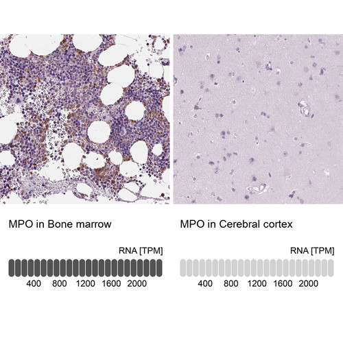 Immunohistochemistry analysis in human bone marrow and cerebral cortex tissues using HPA021147 antibody. Corresponding MPO RNA-seq data are presented for the same tissues.