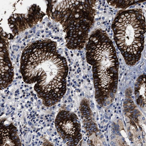 Immunohistochemical staining of human stomach shows strong positivity in the gastric pits.