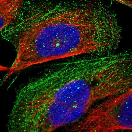 Immunofluorescent staining of human cell line U-2 OS shows localization to plasma membrane, centrosome & actin filaments.