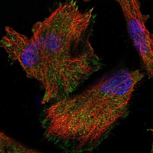 Immunofluorescent staining of human cell line U-251 MG shows localization to cytosol & focal adhesion sites.