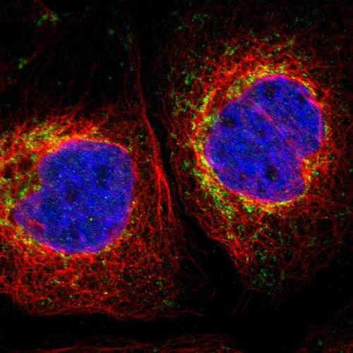 Immunofluorescent staining of human cell line A-431 shows localization to mitochondria.