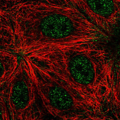Immunofluorescent staining of human cell line MCF7 shows localization to nucleoplasm.
