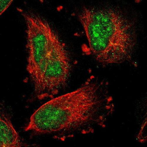 Immunofluorescent staining of human cell line U-251 MG shows localization to nuclear speckles.