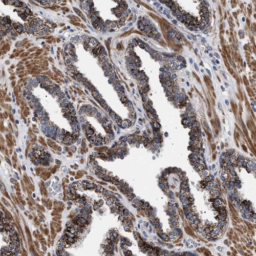 Immunohistochemical staining of human prostate shows strong positivity in glandular cells.