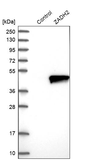 Western blot analysis in control (vector only transfected HEK293T lysate) and ZADH2 over-expression lysate (Co-expressed with a C-terminal myc-DDK tag (~3.1 kDa) in mammalian HEK293T cells, LY406204).