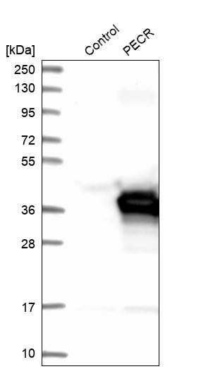 Western blot analysis in control (vector only transfected HEK293T lysate) and PECR over-expression lysate (Co-expressed with a C-terminal myc-DDK tag (~3.1 kDa) in mammalian HEK293T cells, LY413023).