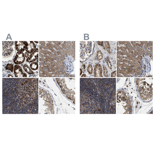 Immunohistochemical staining of human kidney, liver, lymph node and testis using Anti-TACO1 antibody HPA021626 (A) shows similar protein distribution across tissues to independent antibody HPA021643 (B).