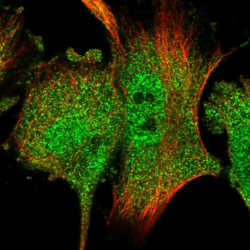 Immunofluorescent staining of human cell line U-251 MG shows localization to nucleoplasm & cytosol.