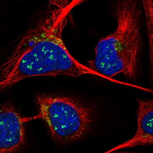 Immunofluorescent staining of human cell line U-2 OS shows localization to nucleoli & the Golgi apparatus.