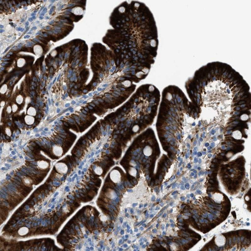 Immunohistochemical staining of human duodenum shows strong cytoplasmic positivity in glandular cells.