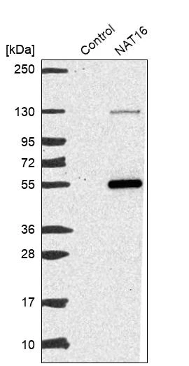 Western blot analysis in control (vector only transfected HEK293T lysate) and NAT16 over-expression lysate (Co-expressed with a C-terminal myc-DDK tag (~3.1 kDa) in mammalian HEK293T cells, LY404865).