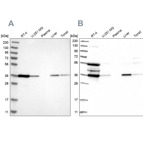 Western blot analysis using Anti-TP53I3 antibody HPA022012 (A) shows similar pattern to independent antibody HPA028742 (B).