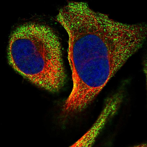 Immunofluorescent staining of human cell line U-2 OS shows localization to cytosol.