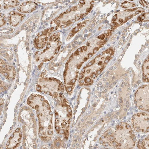 Immunohistochemical staining of human kidney shows strong granular cytoplasmic  positivity in cells in tubules.