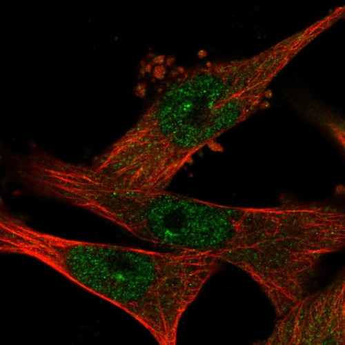 Immunofluorescent staining of human cell line U-251 MG shows localization to nucleoplasm, nuclear bodies & cytosol.