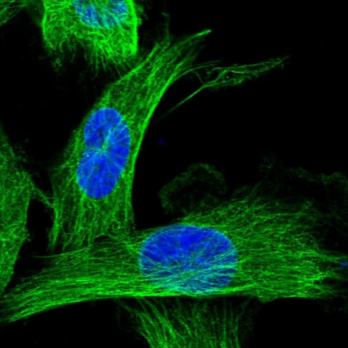 Immunofluorescent staining of human cell line U-251 MG shows localization to microtubules. Immunofluorescent staining of human cell line U-251 MG shows localization to microtubules.