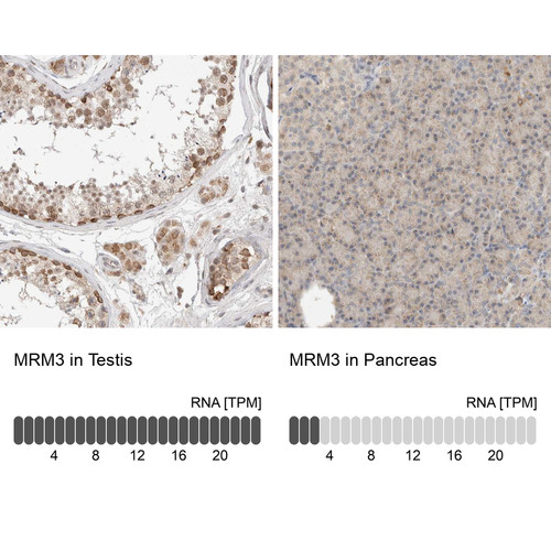 Immunohistochemistry analysis in human testis and pancreas tissues using Anti-MRM3 antibody. Corresponding MRM3 RNA-seq data are presented for the same tissues.