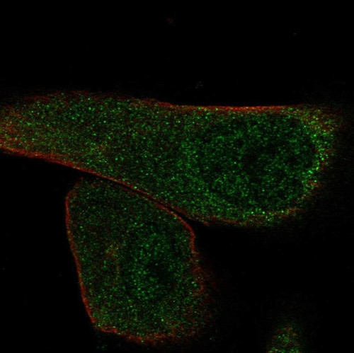 Immunofluorescent staining of human cell line RPTEC TERT1 shows localization to nucleoplasm & cytosol.
