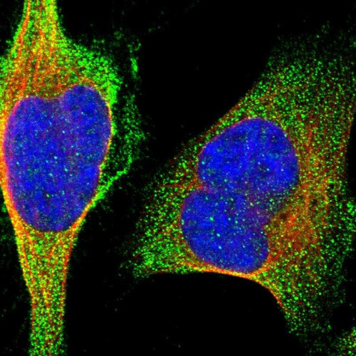Immunofluorescent staining of human cell line U-2 OS shows localization to plasma membrane & cytosol.