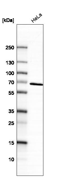 Lane 1: Marker [kDa] 230, 130, 95, 72, 56, 36, 28, 17, 11<br/>Lane 2: Human cell line RT-4<br/>Lane 3: Human cell line U-251MG sp